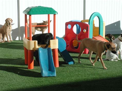 Dog daycare denver. Things To Know About Dog daycare denver. 